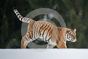 Siberian Tiger running in snow