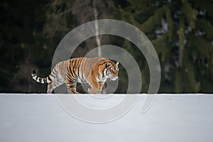 Siberian Tiger running in snow