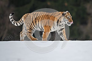 Siberian Tiger running in snow