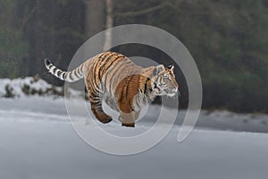 Siberian Tiger running in snow.