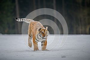 Siberian Tiger running in snow