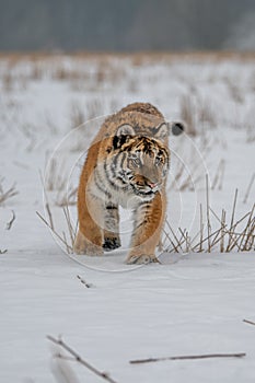 Siberian Tiger running in snow