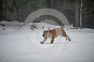 Siberian Tiger running in snow.