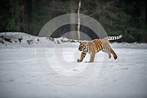 Siberian Tiger running in snow