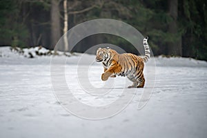 Siberian Tiger running in snow