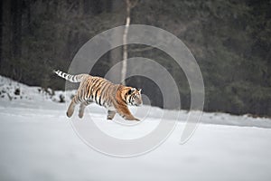 Siberian Tiger running in snow.