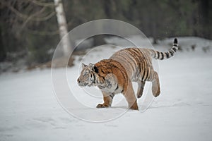 Siberian Tiger running in snow.