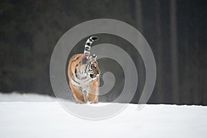 Siberian Tiger running in snow