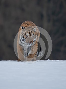 Siberian Tiger running in snow.