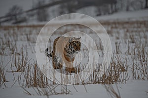 Siberian Tiger running in snow