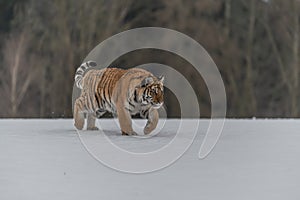 Siberian Tiger running in snow.