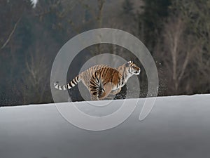 Siberian Tiger running in snow.