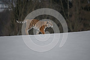 Siberian Tiger running in snow.