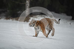 Siberian Tiger running in snow