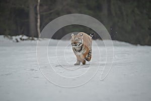 Siberian Tiger running in snow.