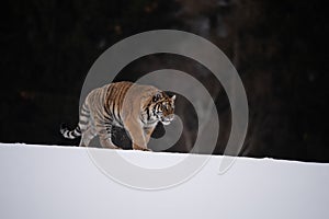 Siberian Tiger running in snow.