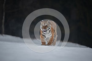 Siberian Tiger running in snow.