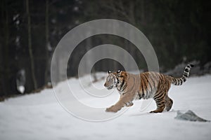 Siberian Tiger running in snow