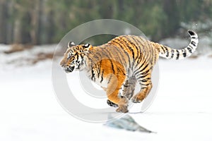 Siberian Tiger running in snow.