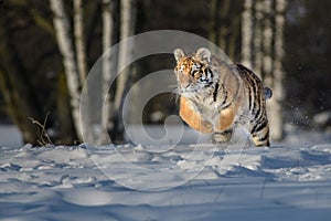 Siberian Tiger running in snow. Beautiful, dynamic and powerful photo of this majestic animal.