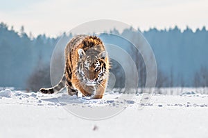 Siberian Tiger running in snow. Beautiful, dynamic and powerful photo of this majestic animal.