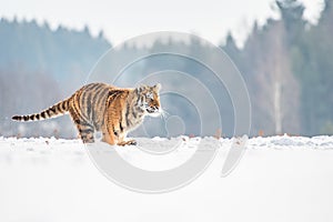 Siberian Tiger running in snow. Beautiful, dynamic and powerful photo of this majestic animal.