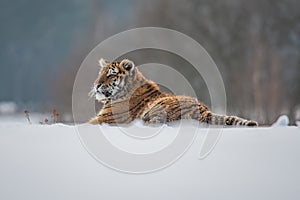 Siberian Tiger running in snow. Beautiful, dynamic and powerful photo of this majestic animal.