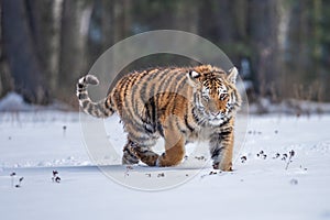 Siberian Tiger running in snow. Beautiful, dynamic and powerful photo of this majestic animal.