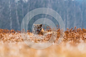 Siberian Tiger running in snow. Beautiful, dynamic and powerful photo of this majestic animal.