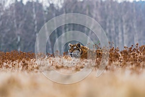 Siberian Tiger running in snow. Beautiful, dynamic and powerful photo of this majestic animal.