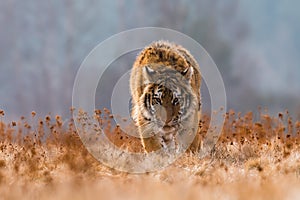 Siberian Tiger running in snow. Beautiful, dynamic and powerful photo of this majestic animal.