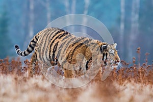 Siberian Tiger running in snow. Beautiful, dynamic and powerful photo of this majestic animal.