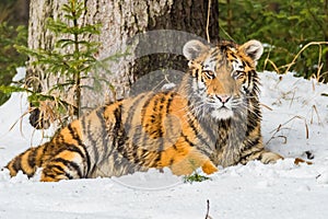 Siberian Tiger running in snow. Beautiful, dynamic and powerful photo of this majestic animal.