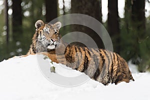 Siberian Tiger running in snow. Beautiful, dynamic and powerful photo of this majestic animal.