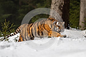 Siberian Tiger running in snow. Beautiful, dynamic and powerful photo of this majestic animal.