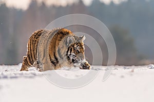 Siberian Tiger running in snow. Beautiful, dynamic and powerful photo of this majestic animal.