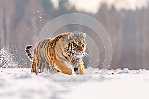 Siberian Tiger running in snow. Beautiful, dynamic and powerful photo of this majestic animal.