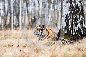 Siberian Tiger running in snow. Beautiful, dynamic and powerful photo of this majestic animal.