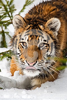 Siberian Tiger running in snow. Beautiful, dynamic and powerful photo of this majestic animal.