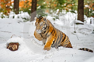 Siberian Tiger running in snow. Beautiful, dynamic and powerful photo of this majestic animal.