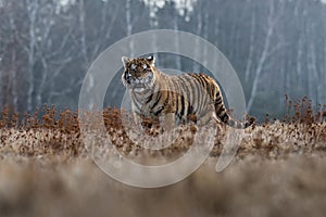 Siberian Tiger running in snow. Beautiful, dynamic and powerful photo of this majestic animal.