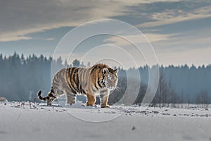 Siberian Tiger running in snow. Beautiful, dynamic and powerful photo of this majestic animal.