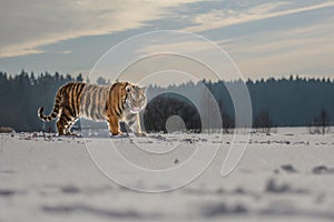 Siberian Tiger running in snow. Beautiful, dynamic and powerful photo of this majestic animal.