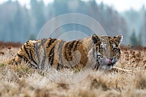 Siberian Tiger running in snow. Beautiful, dynamic and powerful photo of this majestic animal.