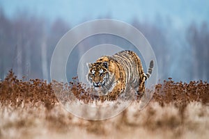 Siberian Tiger running in snow. Beautiful, dynamic and powerful photo of this majestic animal.