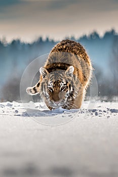 Siberian Tiger running in snow. Beautiful, dynamic and powerful photo of this majestic animal