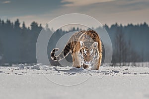 Siberian Tiger running in snow. Beautiful, dynamic and powerful photo of this majestic animal