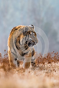 Siberian Tiger running in snow. Beautiful, dynamic and powerful photo of this majestic animal