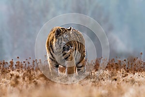 Siberian Tiger running in snow. Beautiful, dynamic and powerful photo of this majestic animal