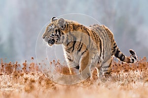 Siberian Tiger running in snow. Beautiful, dynamic and powerful photo of this majestic animal